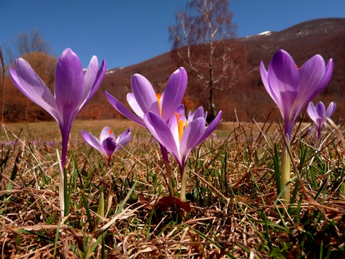 Immagine con fiori, viola, montagna, erba, campo, lilla, crocus, prato, bucaneve, petali, macro
