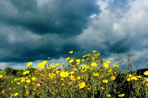 Immagine con fiori, nuvole, giallo, cielo, prato, gialli, primavera, campagna, verde
