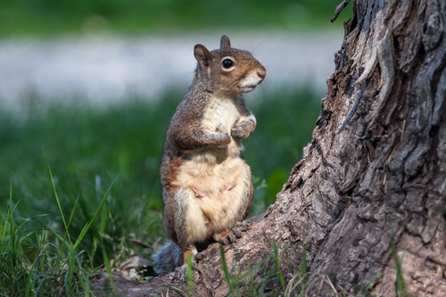 Immagine con scoiattolo, erba, albero, tronco, animale, corteccia, verde, zampe, occhio, occhi, orecchie