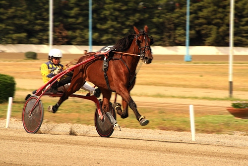 Immagine con cavallo, fantino, pista, ippodromo, corsa, ruote, trotto, alberi, numero, criniera, pali, zampe, animali, verde, casco, sulky, ippica, calesse
