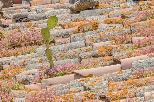 Immagine con tetto, tegole, pianta, licheni, verde, cactus, pattern, coppi, piante, pietre, vegetazione, ficodindia, muschio, arancione, piantine