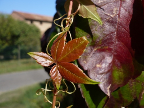 Immagine con foglie, rosso, verde, casa, ramo, alberi, strada, macro, foglia, autunno