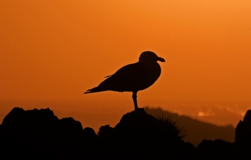 Immagine con uccello, gabbiano, tramonto, controluce, arancione, silhouette, becco, nero, arancio, cielo, profilo, zampe, rosso, rocce