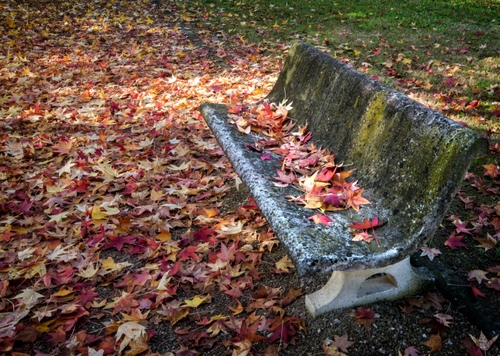 Immagine con panchina, foglie, autunno, rosso, erba, prato, pietra, cemento, muschio