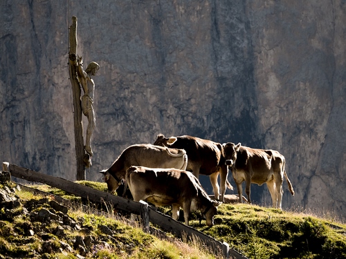 Immagine con mucche, crocifisso, montagna, erba, verde, pascolo, roccia, animali, croce, cristo, gesù, sassi, parete, staccionata, rocce, quattro, montagne