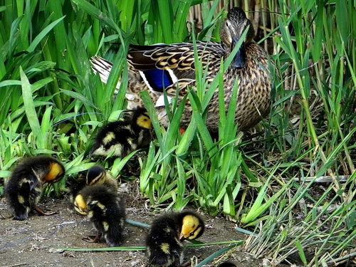 Immagine con anatra, verde, erba, pulcini, anatroccoli, piccoli, germano