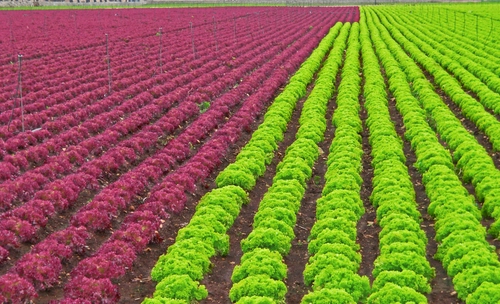 Immagine con verde, insalata, prospettiva, rosso, verdura, ortaggi, terra, file, colori, campi, campo, bordeaux, parallele, linee, agricoltura, solchi, rossa, viola, filari, coltivazione, coltivazioni, rosa