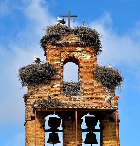 Immagine con nidi, campane, cicogne, campanile, croce, uccelli, due