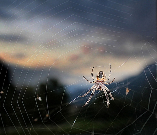 Immagine con ragnatela, ragno, zampe, sfocato, otto, macro, aracnide, cielo, fili, insetto