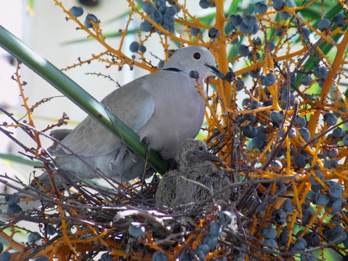 Immagine con bacche, rami, nido, uccello, tortora, becco, piume, uccelli, arbusto, giallo, volatile, arancione