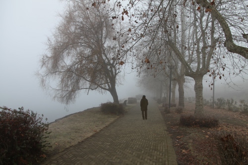 Immagine con nebbia, alberi, rami, foglie, persona, uomo, inverno, strada, autunno, sentiero, paesaggio, cielo, platani, passante, malinconia, viale, foschia