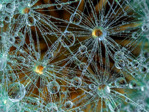 Immagine con gocce, fili, macro, ragnatela, sfere, acqua, bolle, riflesso, riflessi, giallo, soffione, astratto