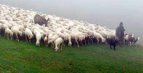 Immagine con pastore, pecore, gregge, nebbia, cane, prato, asino, ovini, erba, verde, nero, capre, bianco, cappello