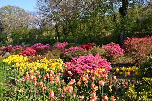 Immagine con fiori, alberi, giardino, tulipani, giallo, rosa, piante, verde, colori, azalea