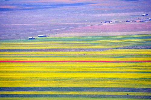 Immagine con giallo, colori, campi, rosso, campagna, pianura, cascine, verde, panorama, paesaggio, case