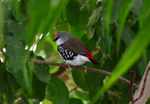 Immagine con uccello, ramo, foglie, verde, rosso, ali, piume, natura, albero, animali, bianco