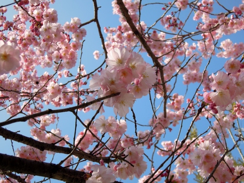 Immagine con fiori, rosa, rami, primavera, cielo, albero, bianco