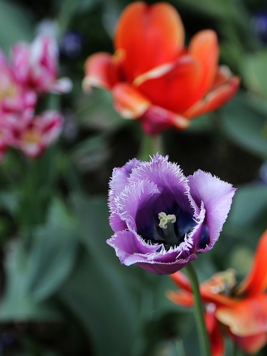 Immagine con viola, fiori, petali, rosso, pistillo, fiore, macro, tulipano
