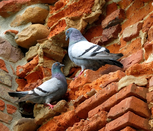 Immagine con mattoni, piccioni, due, ali, uccelli, muro, piume, colombi, becchi, sassi, rosso, pietre, becco, zampe