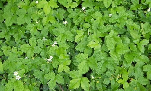 Immagine con foglie, verde, fiori, fragole, bianco, fiorellini, natura, bianchi