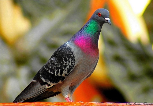 Immagine con piccione, becco, piume, uccello, colori, sfocato, occhio, ali, volatile, colombo, animale, verde, grigio, fucsia, rosa