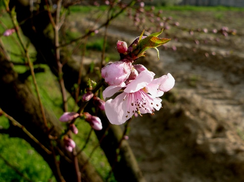 Immagine con fiore, rosa, pesco, rami, boccioli, petali, macro, primavera, fiori, pistilli, ramo