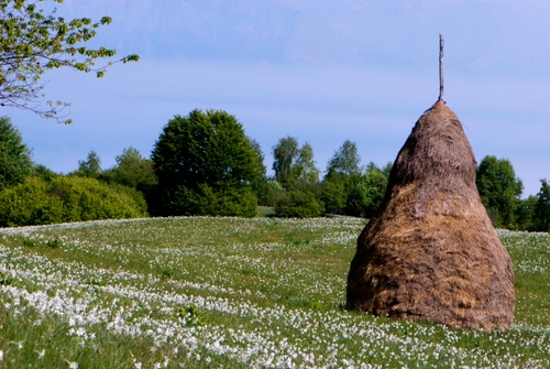 Immagine con fiori, prato, alberi, verde, covone, paglia, fieno