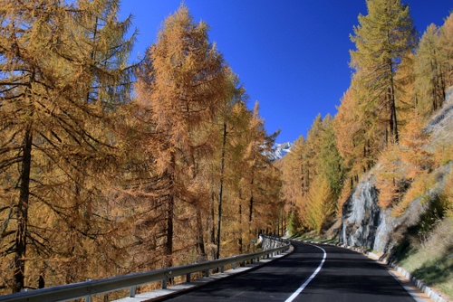 Immagine con strada, alberi, cielo, azzurro, autunno, montagna, linea, larici, guardrail, asfalto, pini, verde, tronchi, bianca, giallo, bosco, rami, striscia