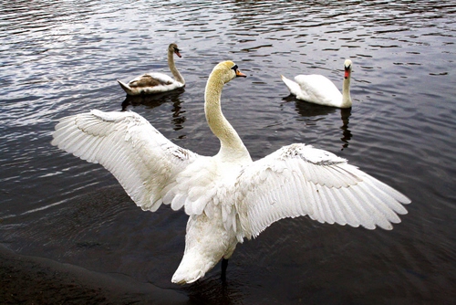 Immagine con cigni, acqua, ali, bianco, tre, uccelli, piume, lago, collo, animali