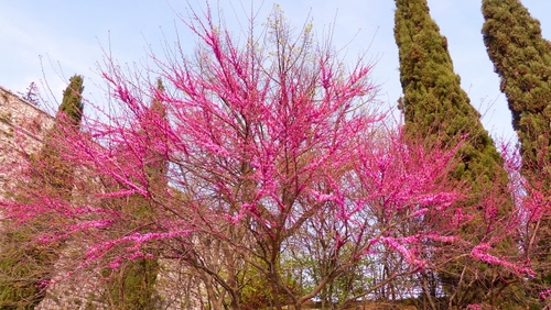Immagine con rosa, fiori, cipressi, rami, alberi, albero, primavera, verde