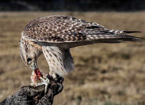 Immagine con uccello, becco, rapace, piume, ali, falco, zampe, artigli, animale, penne, mangiare, occhio, aquila