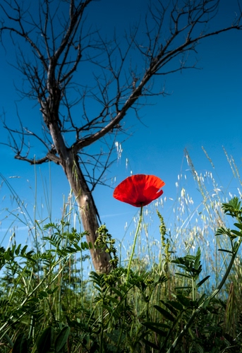 Immagine con papavero, albero, rosso, erba, verde, rami, fiore, cielo