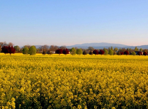 Immagine con giallo, alberi, campo, paesaggio, panorama, colza, fiori, autunno