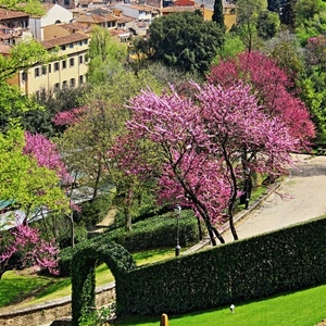 fiori, alberi, siepe, giardino, arco, primavera, prato, rosa, case