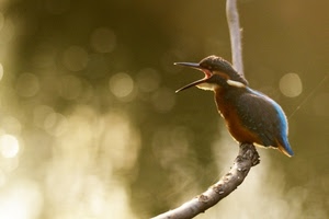 uccello, becco, ramo, piume, martin, sfocato, animale