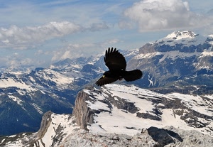 neve, uccello, montagna, montagne, volo, nuvole, corvo, aquila, nero, rapace