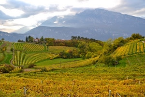 verde, alberi, panorama, paesaggio, colline, nuvole, vigneti, cielo, montagna, montagne, campi, campagna, filari, vigna, coltivazioni, colori, autunno, case