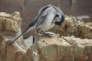 uccello, rocce, coda, piume, zampe, animale, nero, bianco, grigio, ali, capo, roccia