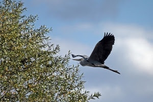 uccello, ali, volo, cielo, airone, rami, albero, pianta, foglie, ulivo