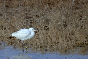 uccello, bianco, acqua, zampe, becco, erba, stagno, animale