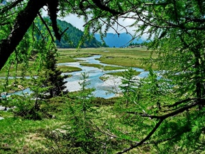 fiume, verde, alberi, montagne, rami, acqua, paesaggio, torrente, cielo, erba, prato, tronco, riflesso