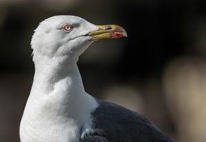 gabbiano, becco, bianco, occhio, uccello, piume