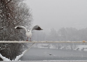 neve, gabbiano, ali, uccello, bianco, fiume, inverno, uccelli, alberi, gabbiani
