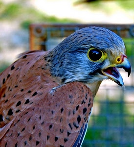 becco, uccello, rapace, occhio, piume, occhi, falco, animale