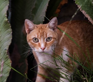 occhi, gatto, erba, orecchie, foglie, micio, animale, baffi, felino, rosso, pelo, vibrisse, muso, verde, verdi, bianco, fili, naso