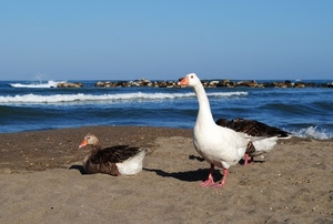 mare, spiaggia, scogli, sabbia, onde, oche, oca, uccelli, anatre