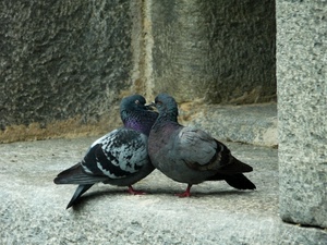 piccioni, due, piume, uccelli, ali, pietra, animali, coda, zampe, code, grigio, becchi, bacio, colombi