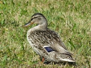becco, anatra, piume, erba, verde, uccello, animale, occhio, papera, animali, prato, ali, natura, blu