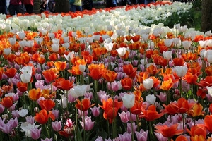 fiori, tulipani, bianco, arancione, aiuola, colori, rosa, viola, rosso, giardino, bianchi, piante
