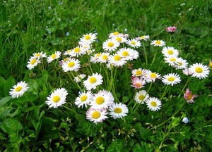 margherite, verde, fiori, erba, prato, petali, bianco, corolle